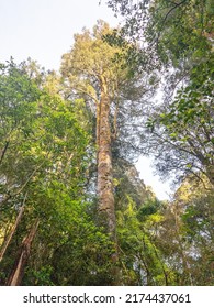 Kahikatea Tree in New Zealand