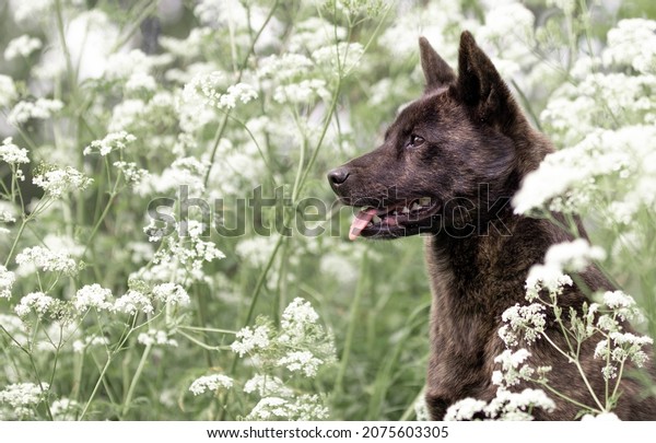 kai ken dog rare breed kaiken tora inu tigerdog\
brindle dog nature flower