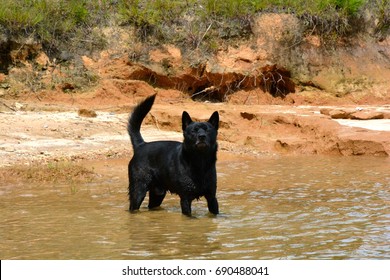 Kai Ken In Lake Water