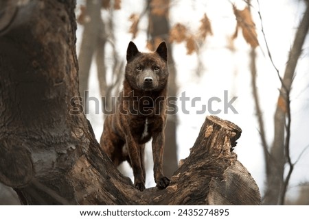 kai ken on tree trunk