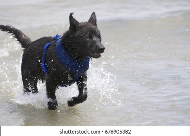 Kai Ken Running In The Surf