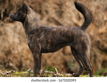 Kai Ken Tora Inu Tiger Dog Rare Breed Brindle Dog