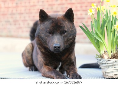 56 991 甲斐犬 Images Stock Photos Vectors Shutterstock