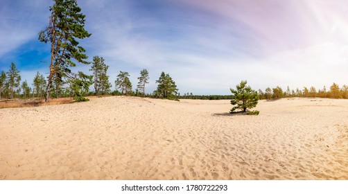 Kaibaldi nõmm, sandy area in Hiiumaa, Hiiu County Estonia. Pihla-Kaibaldi Nature Reserve, natural wonder in pine tree forest.