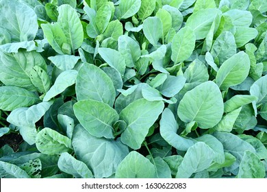 Chinese Broccoli Images Stock Photos Vectors Shutterstock