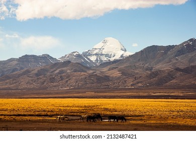 Kailash Mountain in Tibet with animales