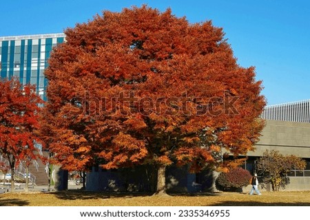 Similar – Image, Stock Photo From last fall Autumn