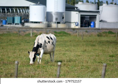 KAITIA, NZ - FEB 13:One Holstein Cow Outside Milking Facility On Feb 13 2014.The Income From Dairy Farming Is A Major Part Of The New Zealand Economy, Becoming An NZ$11 Billion Industry By 2010.