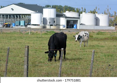 KAITIA, NZ - FEB 13:Two Holstein Cows Outside Milking Facility On Feb 13 2014.The Income From Dairy Farming Is A Major Part Of The New Zealand Economy, Becoming An NZ$11 Billion Industry By 2010.