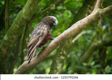 Kaka Bird, New Zealand 