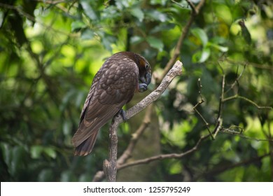 Kaka Bird, New Zealand 