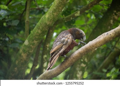 Kaka Bird, New Zealand 