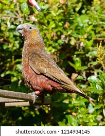 Kaka, a wild parrot indigenous to New Zealand at a feeding station in Zealandia