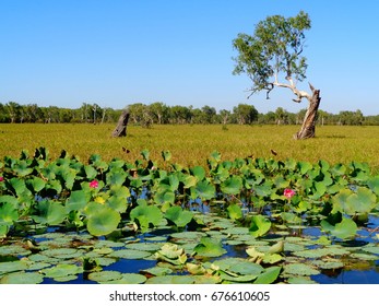 Kakadu National Park Lily
