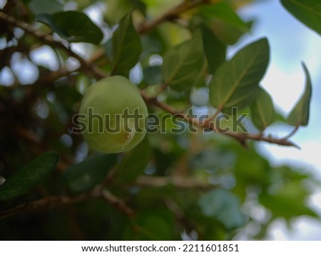 Kakadu plum fruit and plant