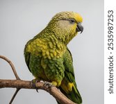 The Kakapo, also known as the "owl parrot," is a large, nocturnal, and flightless parrot native to New Zealand. With a mossy green and yellowish plumage that provides excellent camouflage,