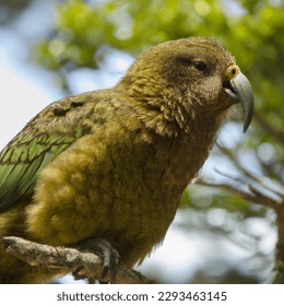The kakapo is a nocturnal, flightless parrot. And its strangeness doesn't end there. It's critically endangered and one of New Zealand’s unique treasures. - Shutterstock ID 2293463145