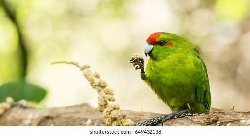 Kakariki Parrot Eats Lunch