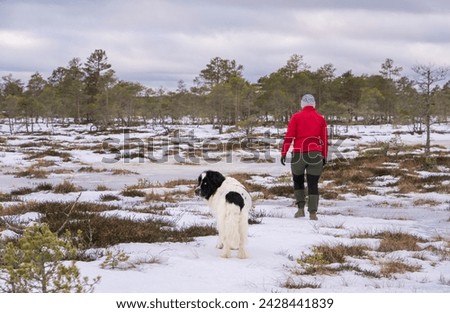 Kakerdaja Estonia - February 18 2024: Girl in bright red jacket walking with her giant Landseer dog over icy mire surface. Winter landscape, frozen bog lake.