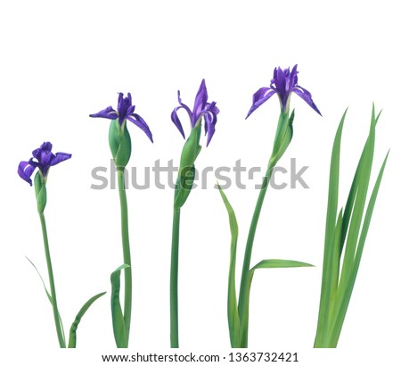 Kakitsubata is the Japanese iris's name