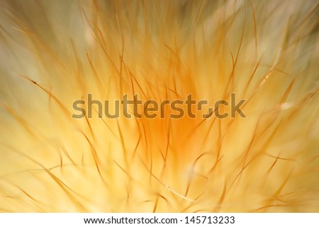 Similar – Image, Stock Photo calyptra Colour photo