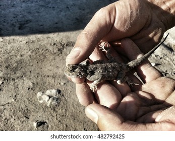 Kalahari Dessert Gecko