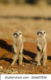 Kalahari Meerkats