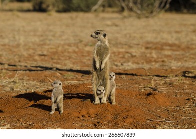 Kalahari Meerkats