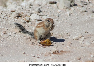 Kalahari Squirrel Eating Melon