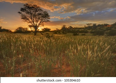 Kalahari Sunset