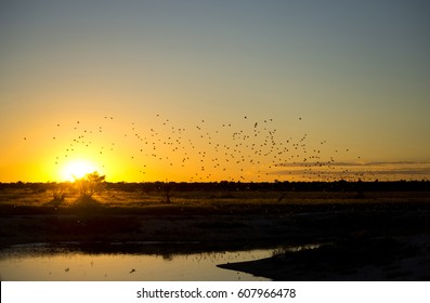 Kalahari Sunset