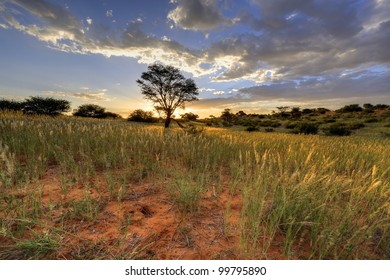 13,780 Kalahari Landscape Images, Stock Photos & Vectors | Shutterstock