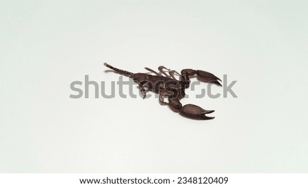 Kalajengking (Scorpiones) isolated on white background. Dangerous and poisonous animal.