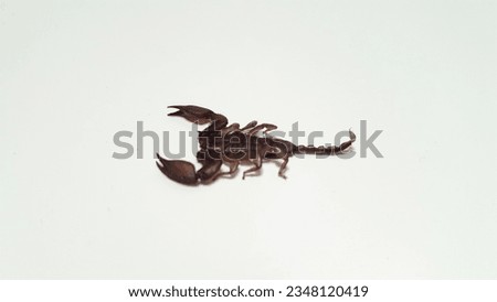 Kalajengking (Scorpiones) isolated on white background. Dangerous and poisonous animal.