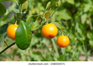 Kalamondin (Lat. Citrofortunella Microcarpa) With Ripe Fruits In The Garden