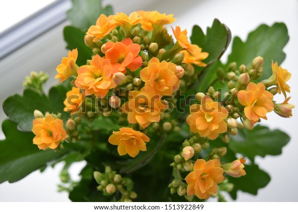 カランチョ ブロスフェルディアナ オレンジの花を持つカランチョコ植物 の写真素材 今すぐ編集