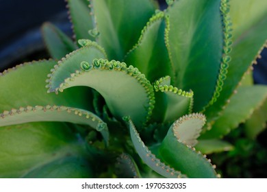 Kalanchoe Daigremontiana Mother Thousands Alligator Plant Stock Photo ...