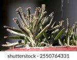 Kalanchoe Delagoensis, Chandelier Plant, mother of millions, devil