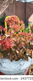 The Kalanchoe flower blooms gracefully in the garden, its delicate petals unfurling like a symphony of vibrant colors. With hues ranging from fiery reds to soft pinks and sunny yellows, it adds a touc