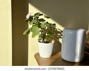 A Kalanchoe flower in a white pot is standing on the table and the sun's rays are shining on it - Shutterstock ID 2370078401