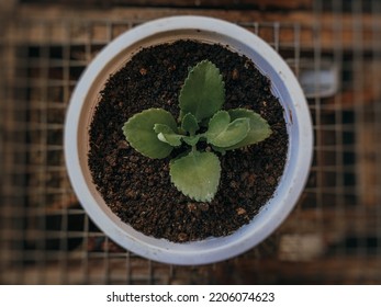 Kalanchoe Is A Genus Of About 125 Species Of Tropical Flowering Plants From The Tribe Crassulaceae, These Flowers Are Native To The Island Of Madagascar And Other Tropical African Regions. Jayapura.