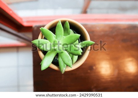 Kalanchoe, Kalanchoideae or Crassulaceae or K blossfeldiana or Magnoliophyta or succulent or cactus in the flowerpot
