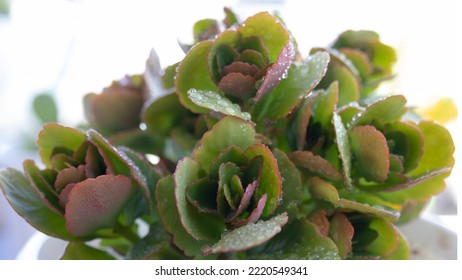 Kalanchoe Leaves With Raindrops. Macro