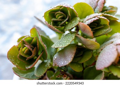 Kalanchoe Leaves With Raindrops. Macro