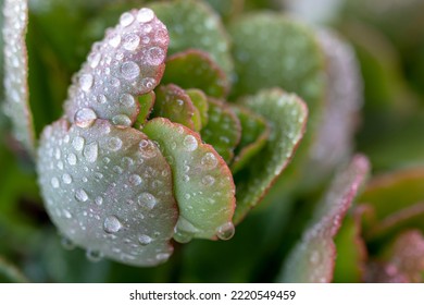 Kalanchoe Leaves With Raindrops. Macro.