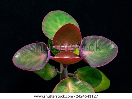 Kalanchoe nyikae (family Crassulaceae) - succulent plant with thick succulent leaves