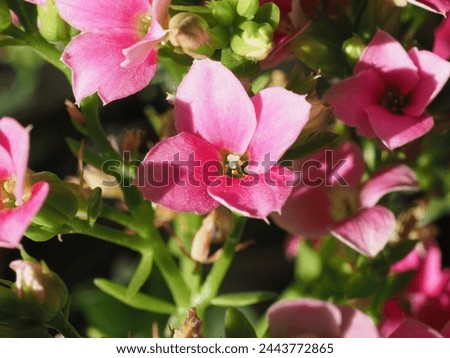 kalanchoe pink flower scientific classification Saxifragales Crassulaceae