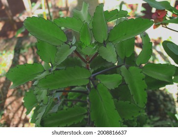 Kalanchoe Pinnata Formerly Known Bryophyllum Pinnatum Stock Photo ...