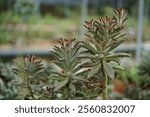 Kalanchoe tomentosa or Panda plant, succulent plant, close up branch with grayish-green with dark brown teeth leaves