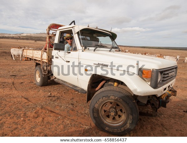 kalbarri, western australia,\
05/05/2016, A  4x4 toyota australian cattle truck in a sun drenched\
arid landscape,rounding up wild australia cattle on a cattle\
ranch.